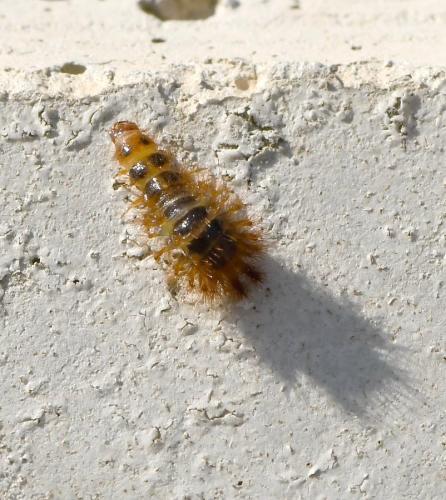 Drilus sp.